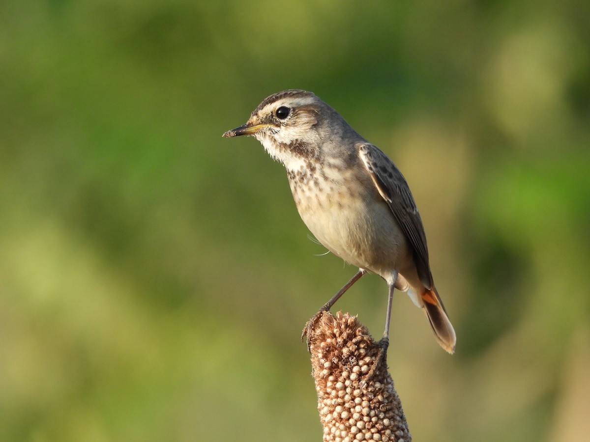 Bluethroat - ML642948994