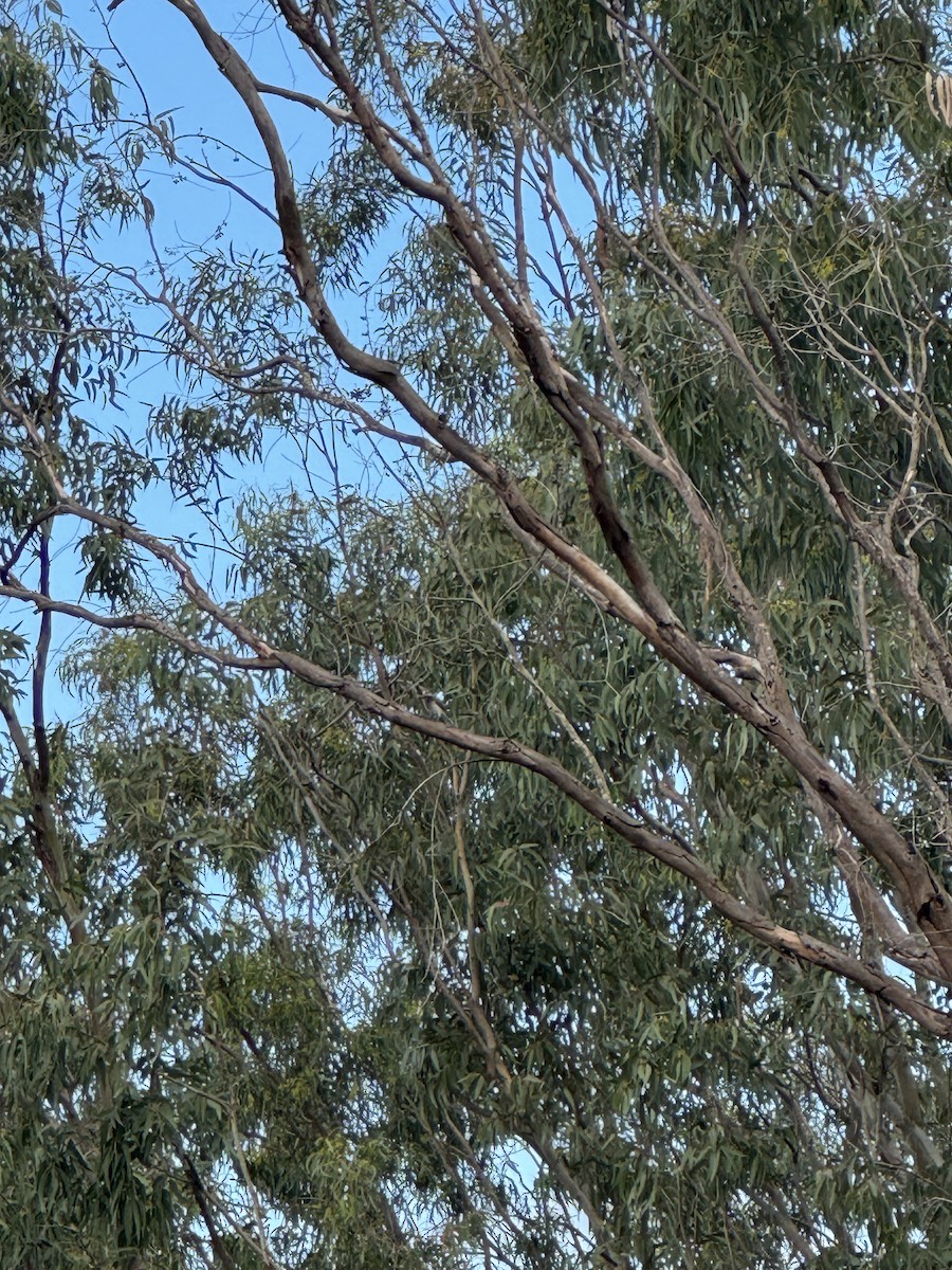 Common Woodshrike - ML642948995