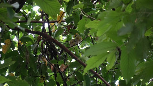 Goldstirn-Brillenvogel - ML642949002