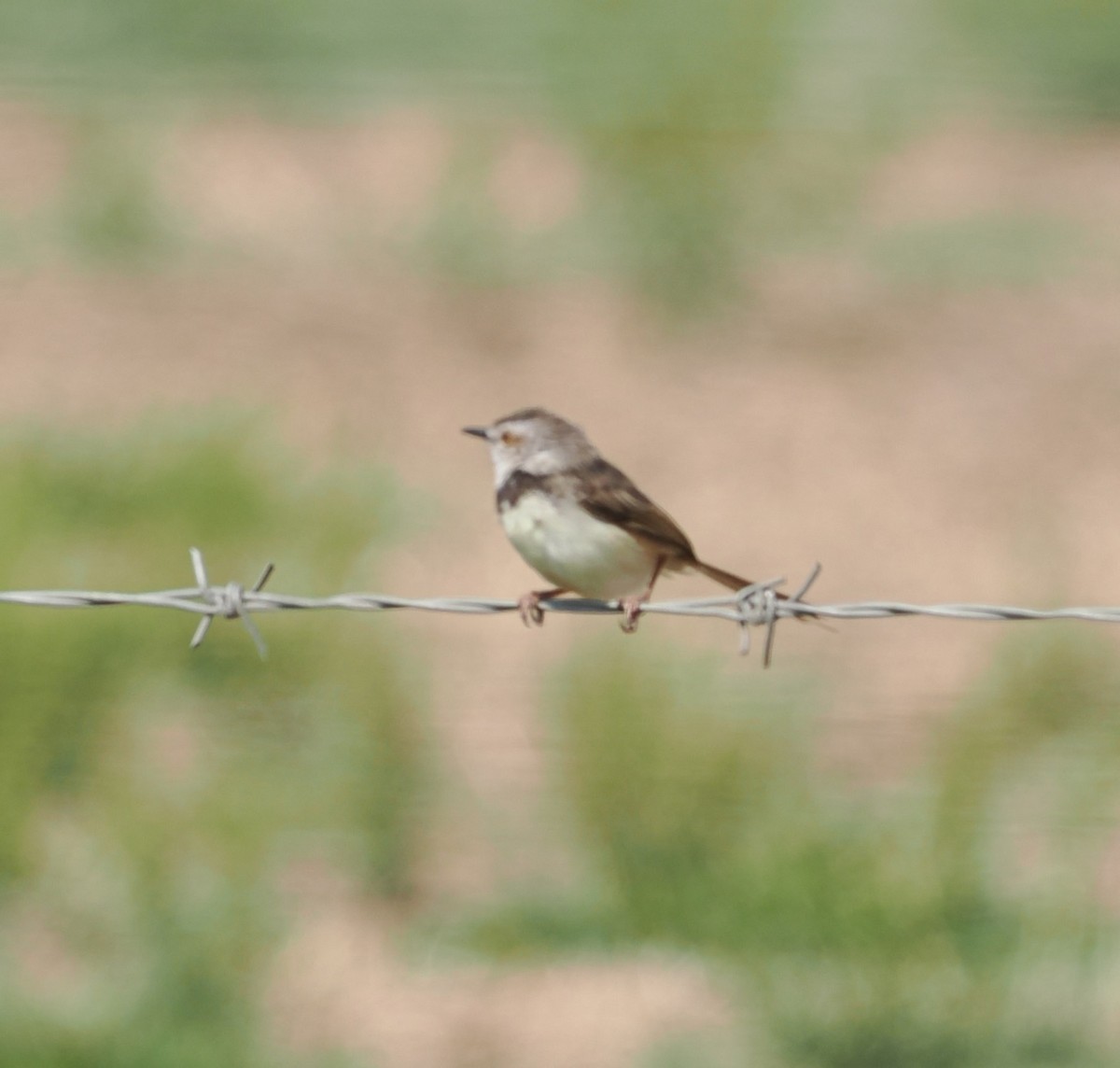 Black-chested Prinia - ML642949004