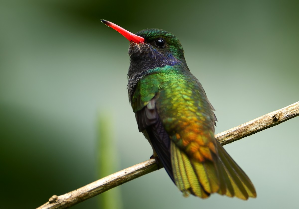Blue-throated Goldentail - ML642949005