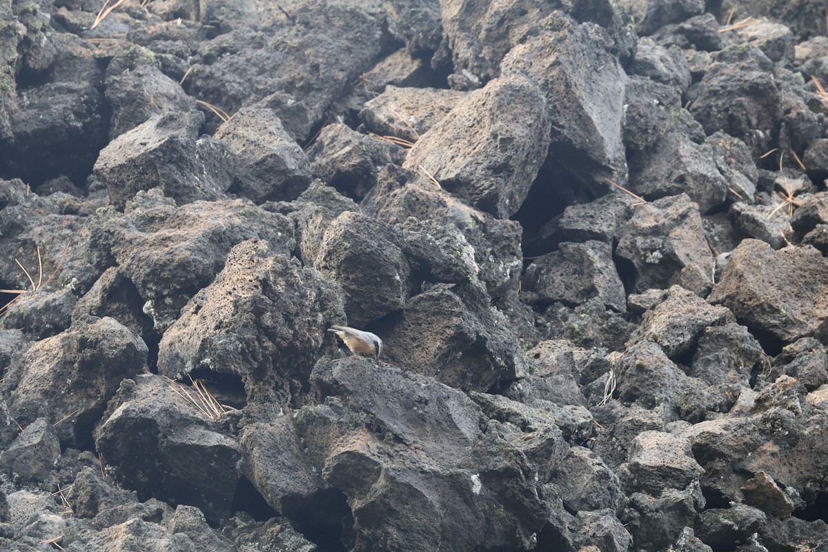 Red-breasted Nuthatch - ML642949006