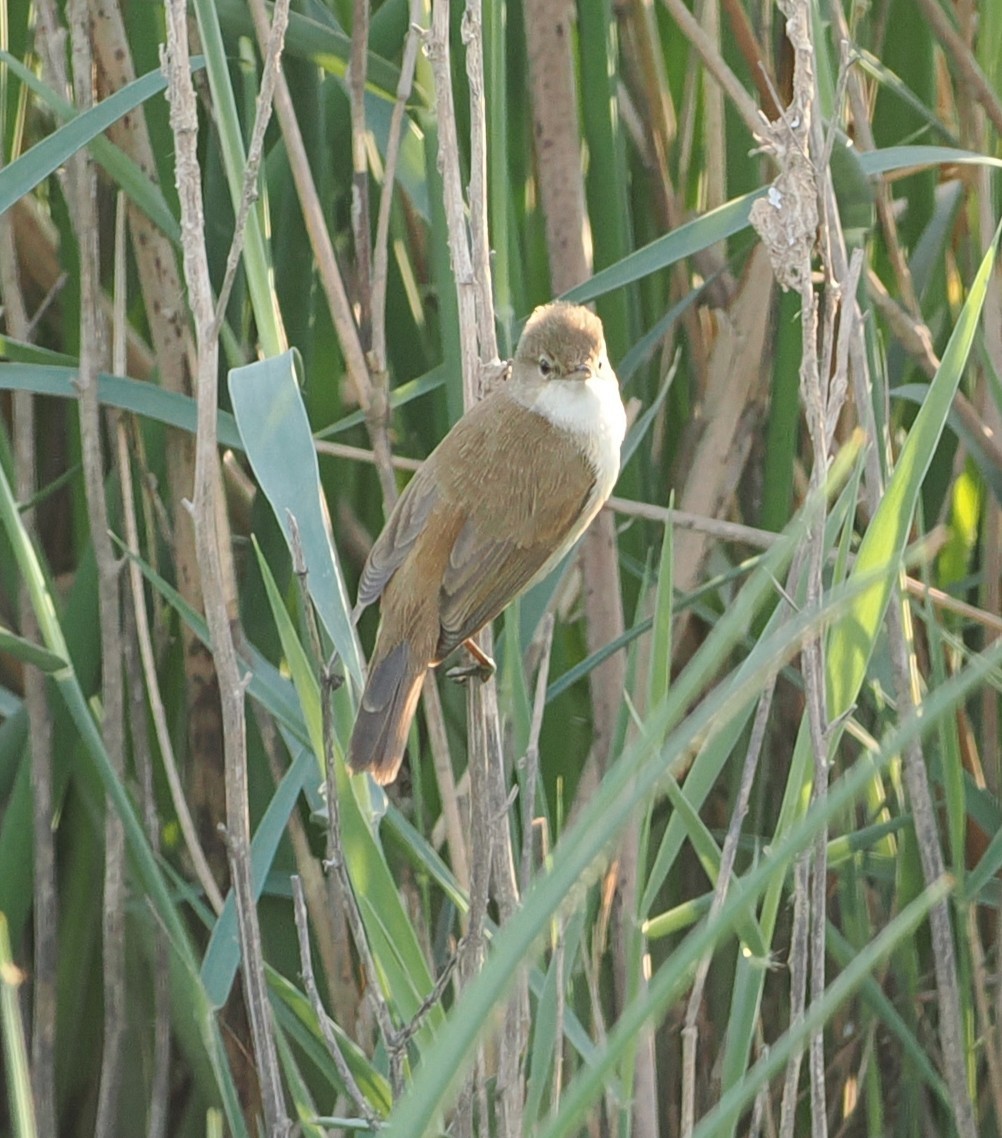 Lesser Swamp Warbler - ML642949015