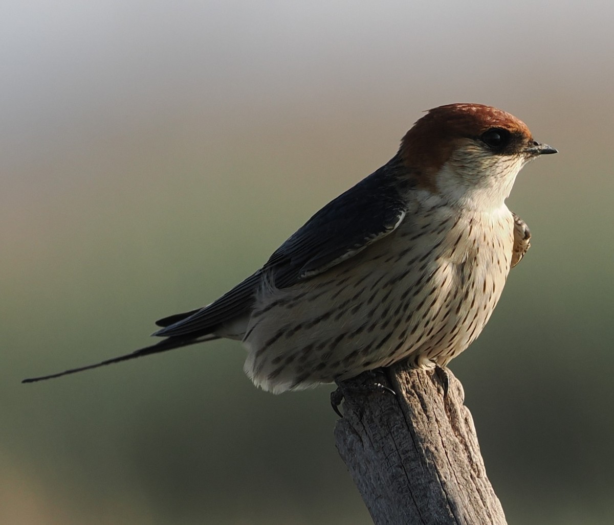 Greater Striped Swallow - ML642949032