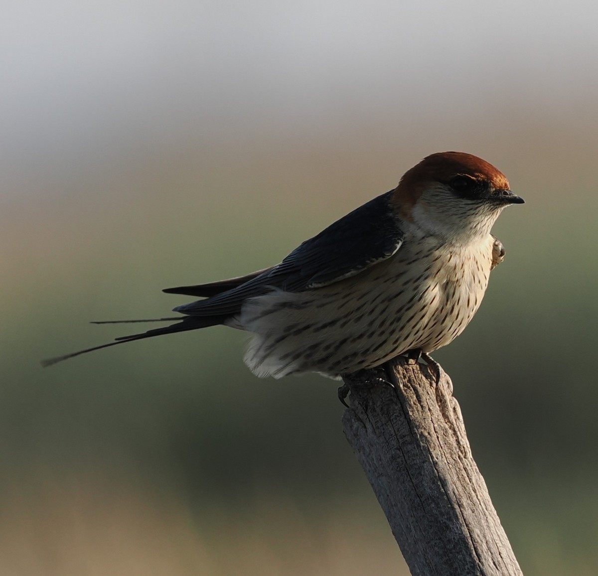 Greater Striped Swallow - ML642949033