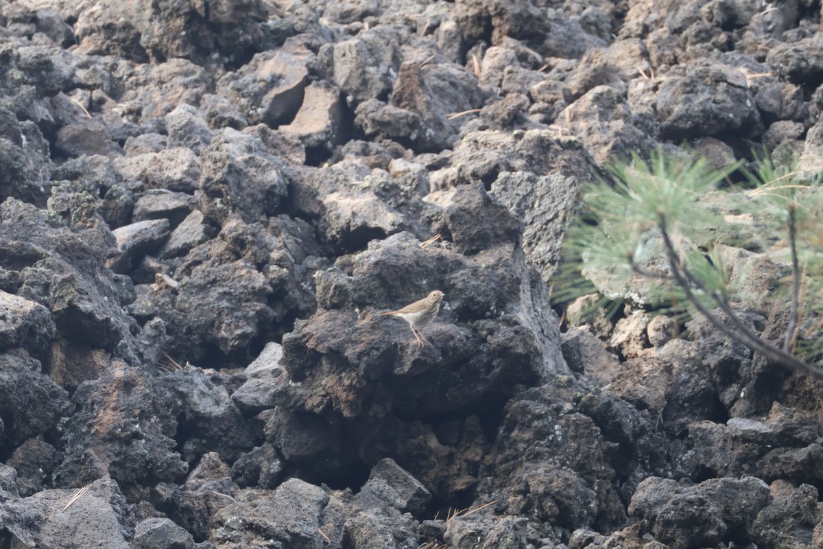 Hermit Thrush - ML642949045