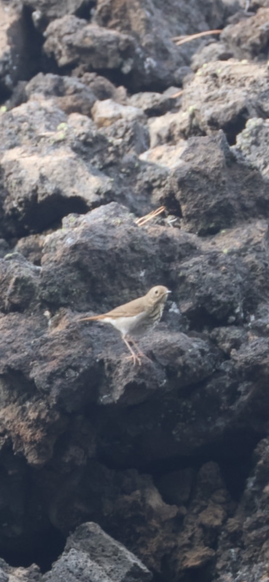 Hermit Thrush - ML642949046