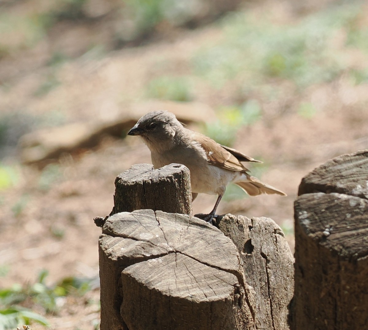 Southern Gray-headed Sparrow - ML642949055