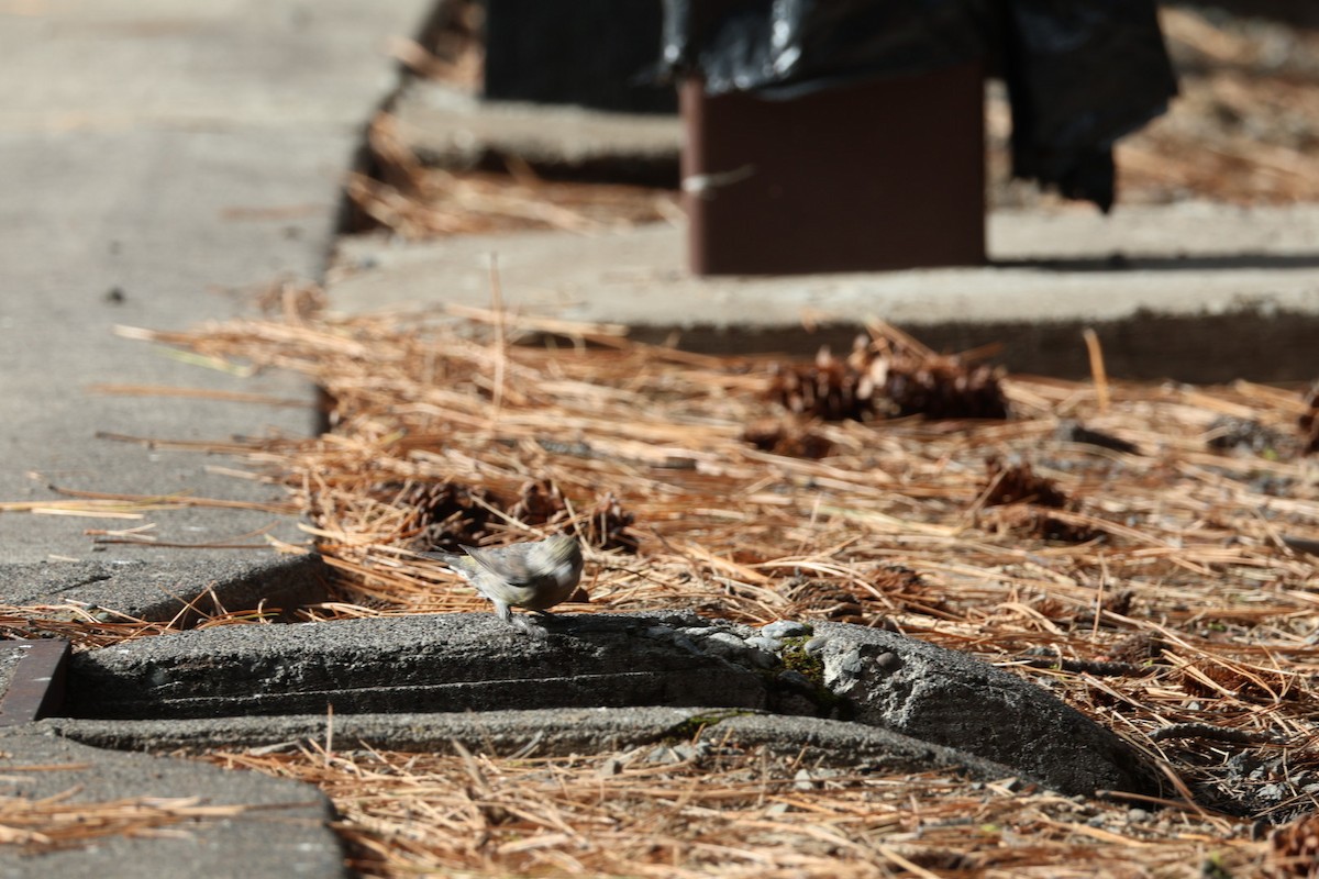 紅交嘴雀 - ML642949058