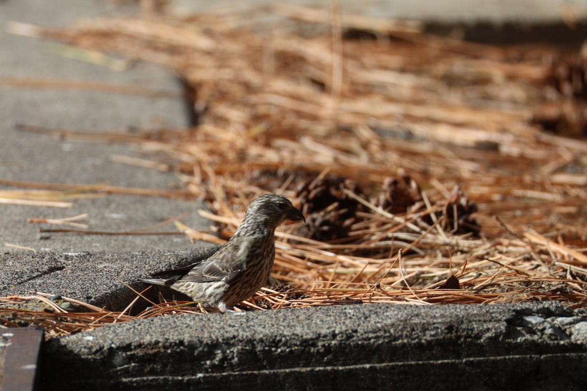 紅交嘴雀 - ML642949059