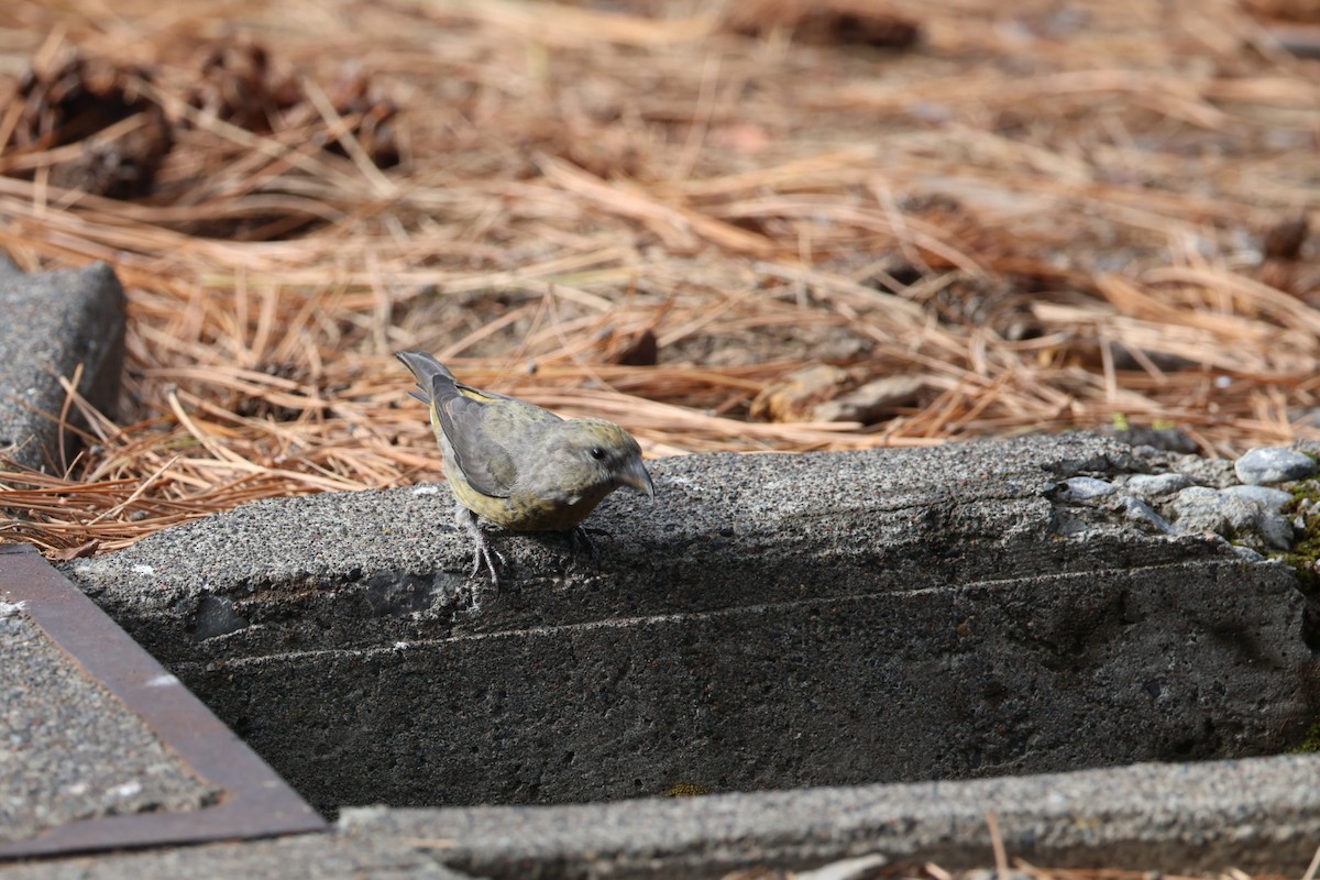 紅交嘴雀 - ML642949060