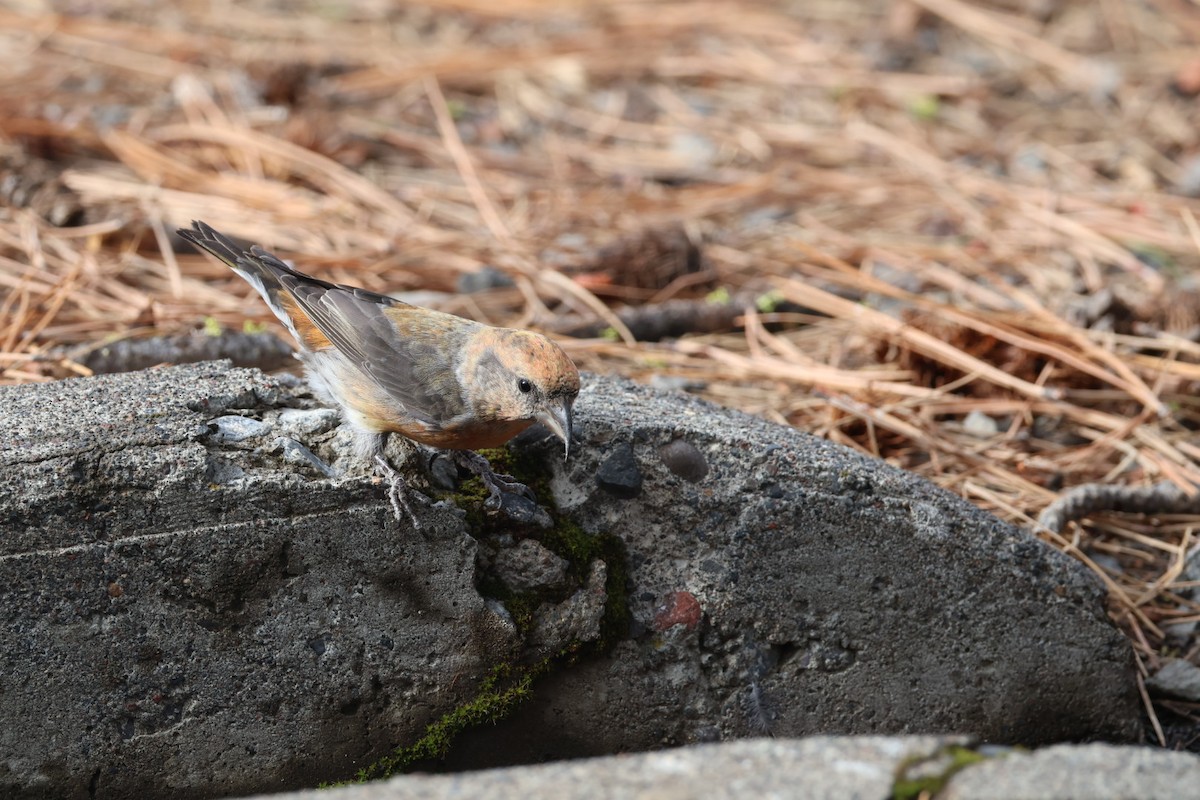 紅交嘴雀 - ML642949061