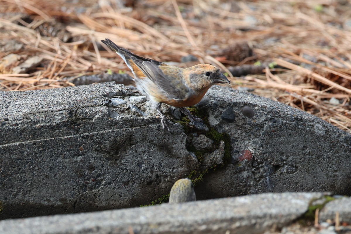 紅交嘴雀 - ML642949062