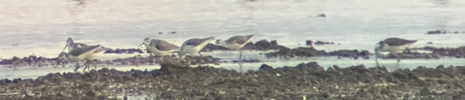 Teichwasserläufer - ML642949073