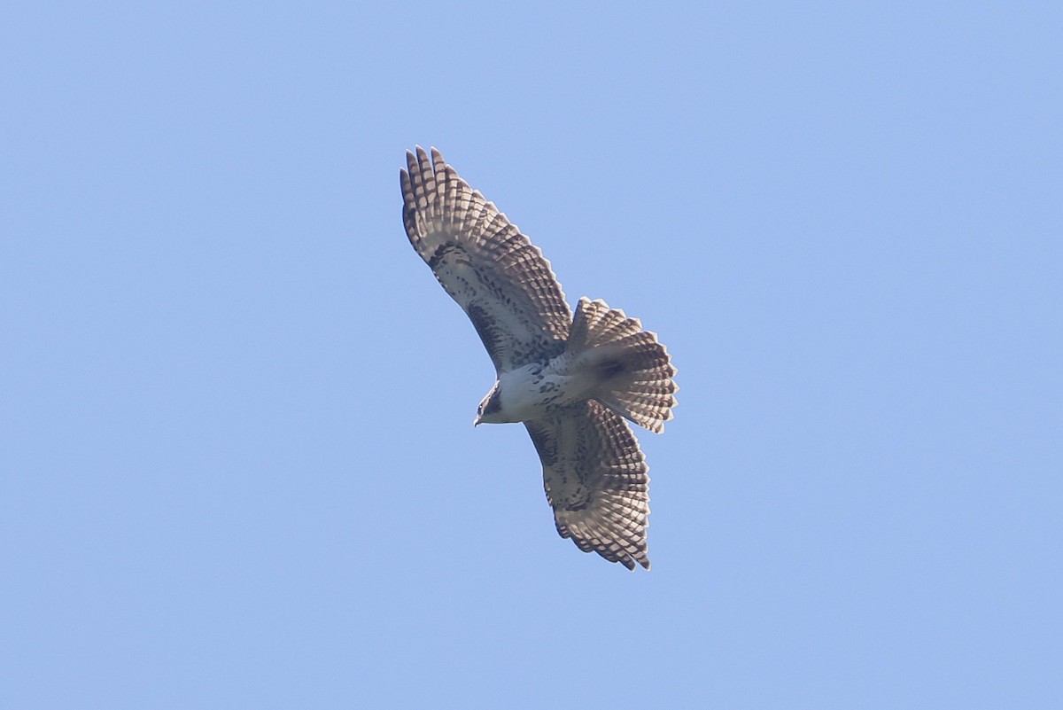 Rotschwanzbussard - ML642949079