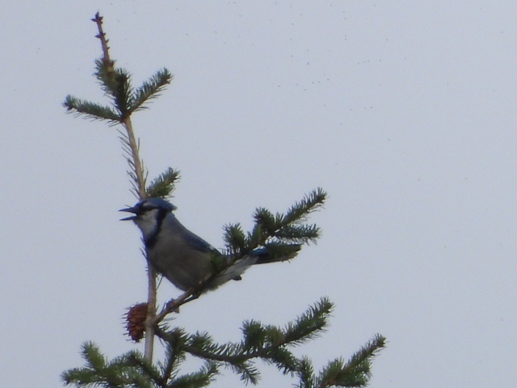 Blauhäher - ML642949095
