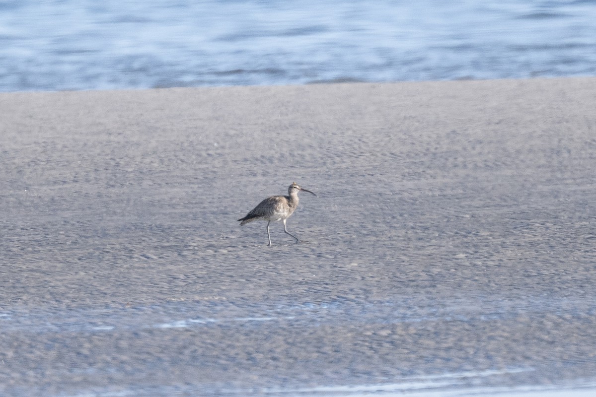 Regenbrachvogel - ML642949096