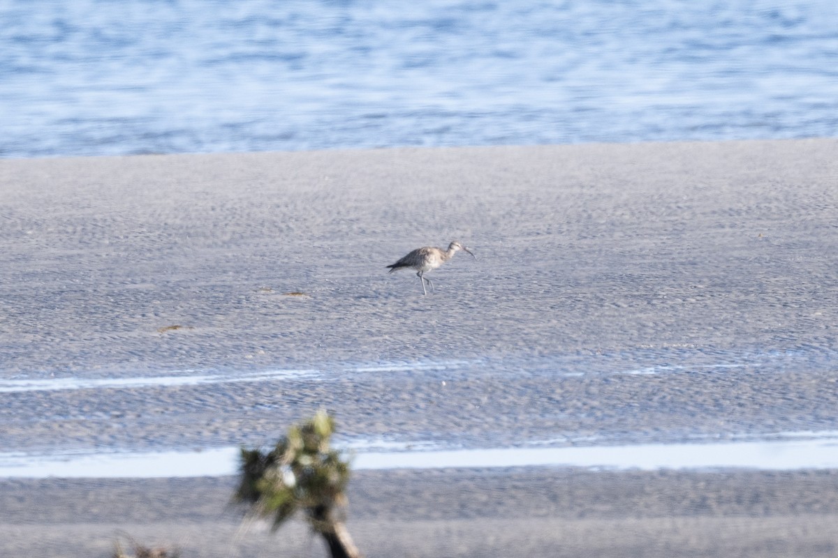 Regenbrachvogel - ML642949102