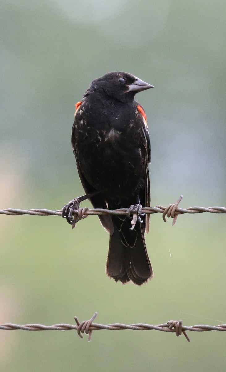 Red-winged Blackbird - ML64294911