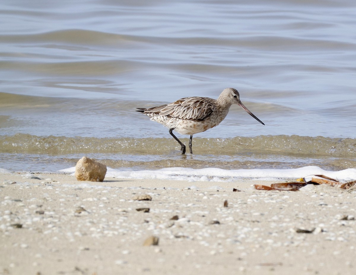 Bar-tailed Godwit (Siberian) - ML642949113