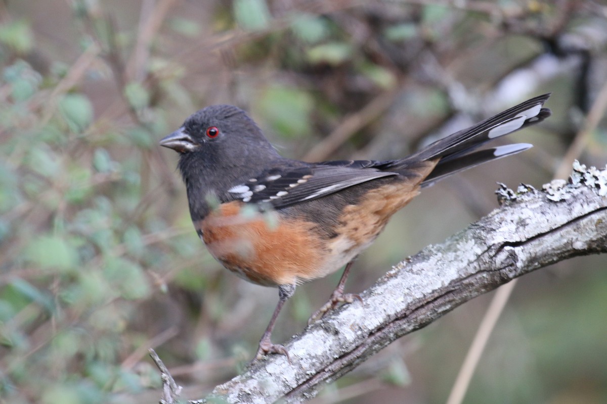 Spotted Towhee - ML642949114