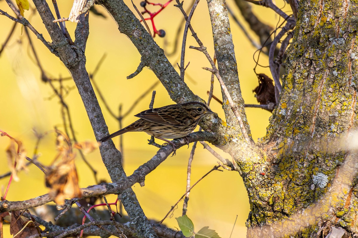 Lincoln's Sparrow - ML642949129