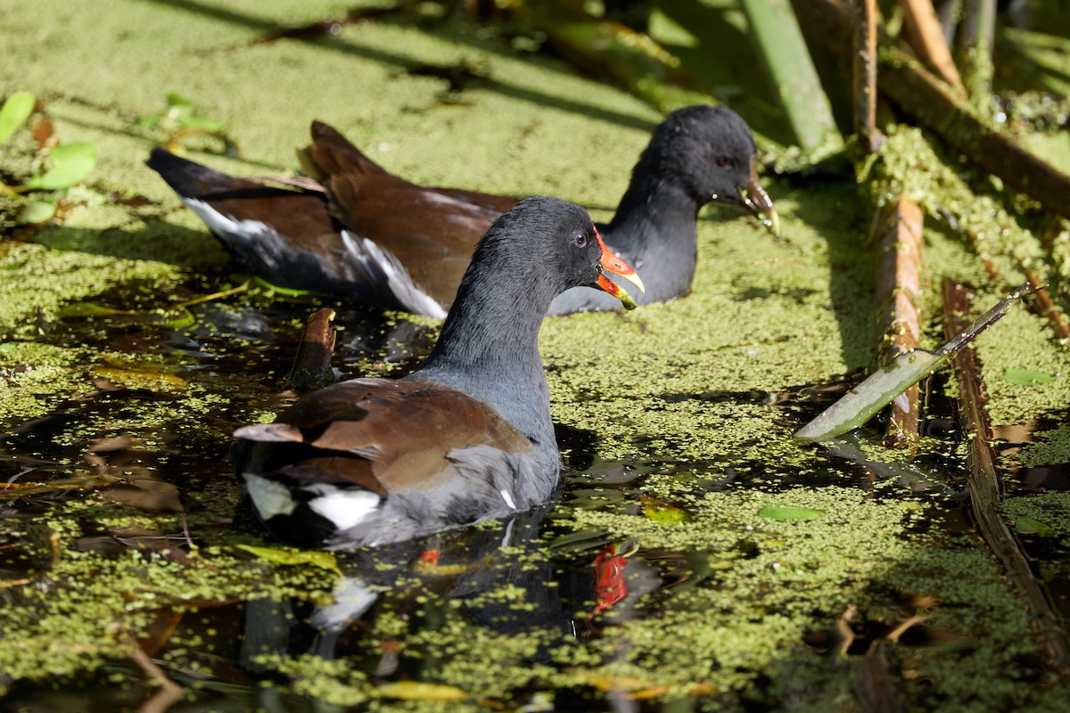 Common Gallinule - ML642949131