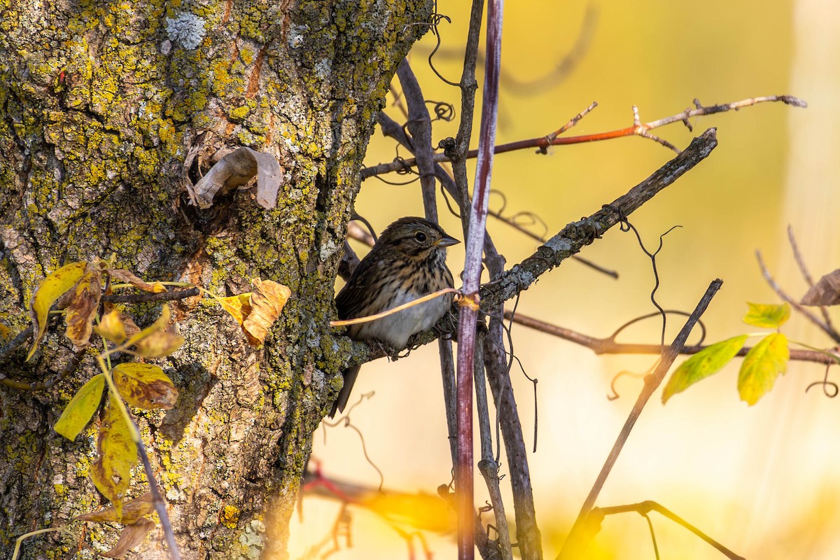 Lincoln's Sparrow - ML642949132