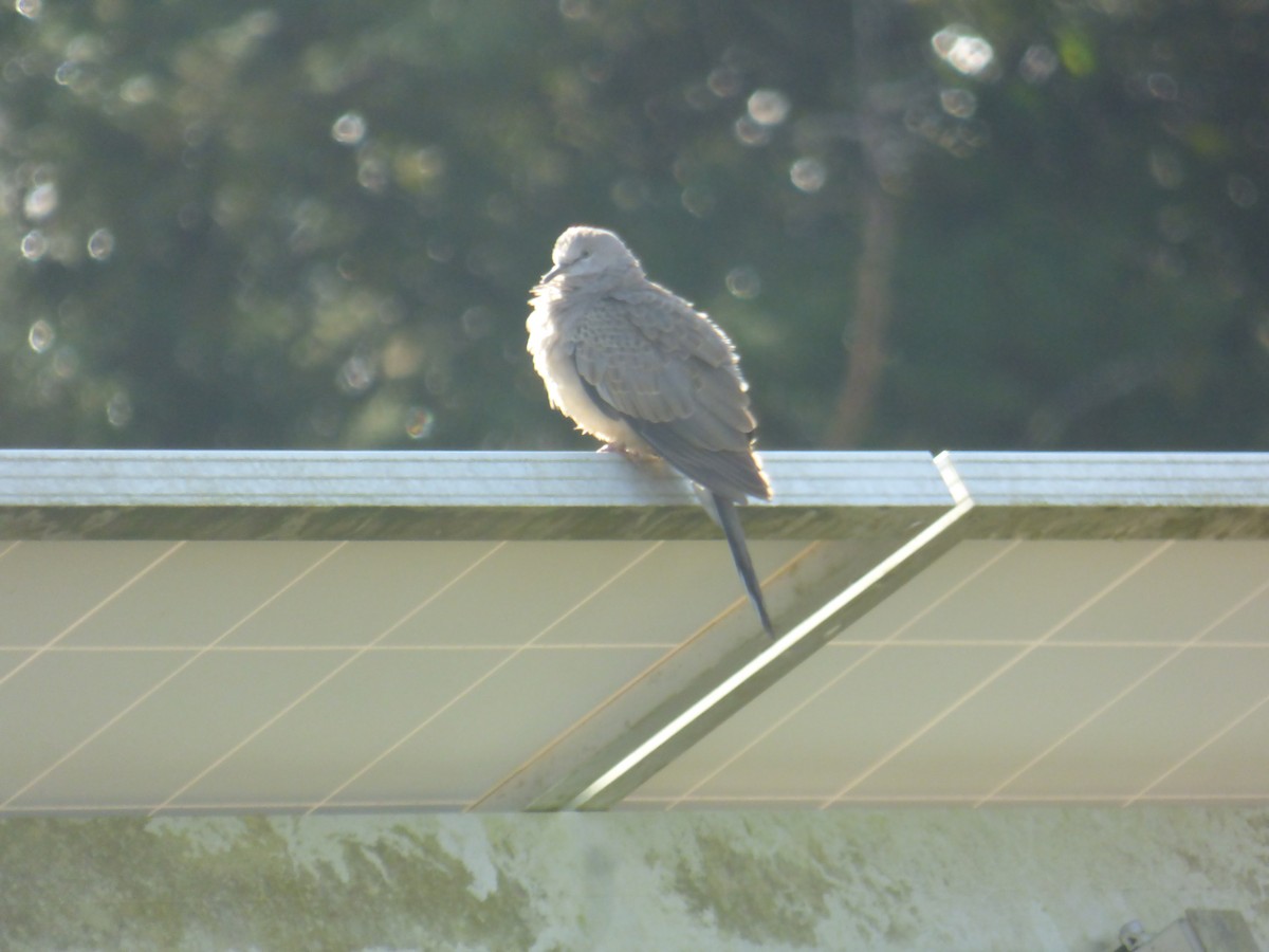 Spotted Dove - ML642949137