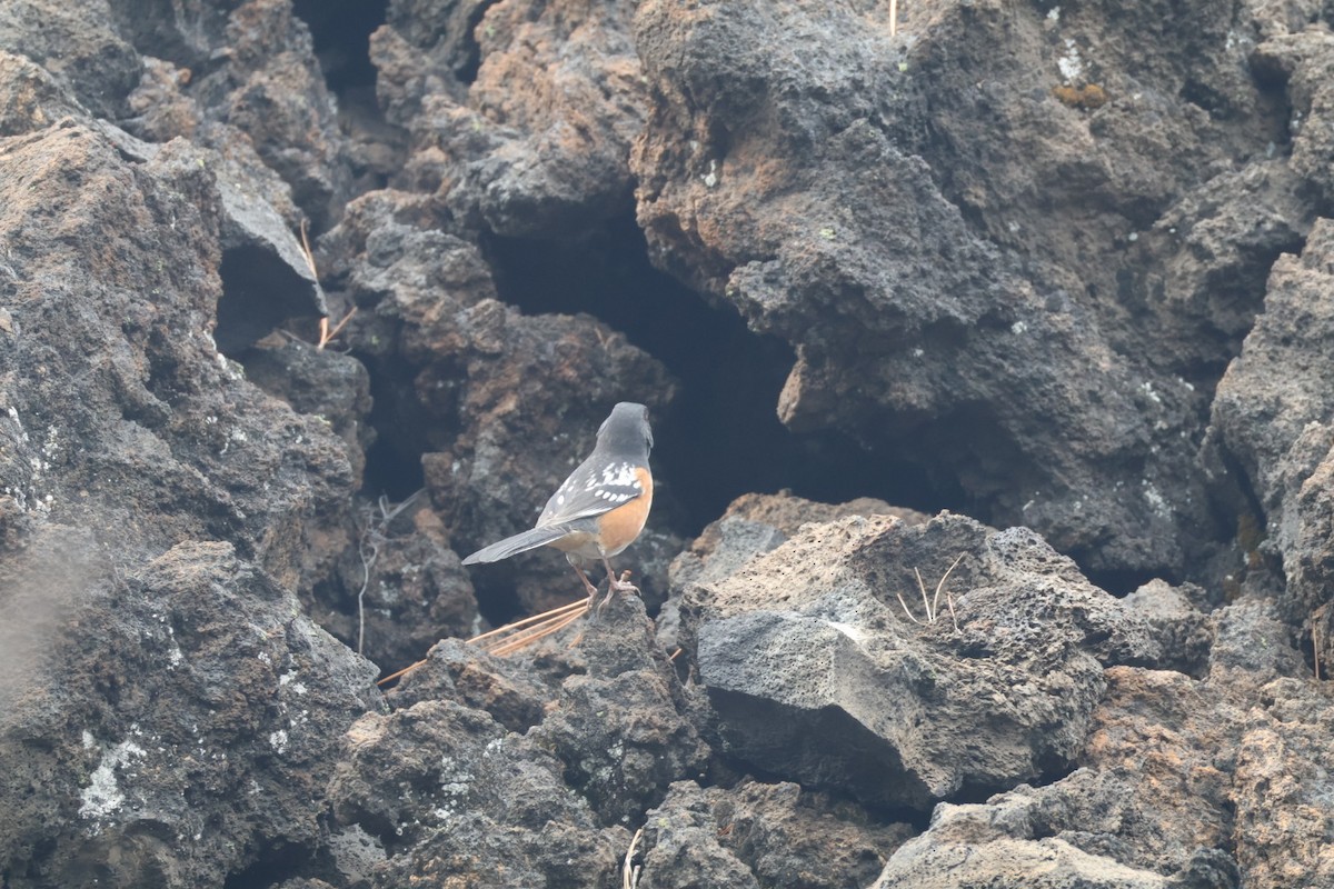 Spotted Towhee - ML642949143