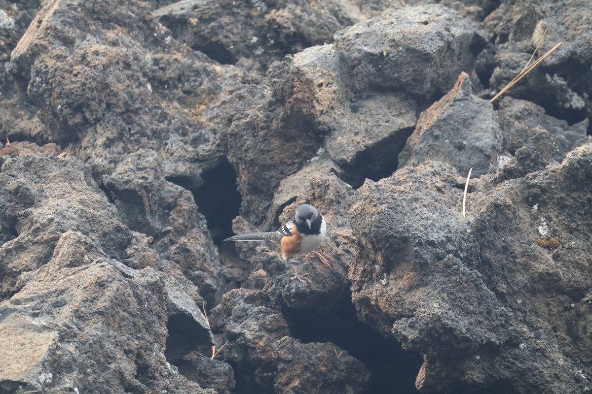 Spotted Towhee - ML642949144