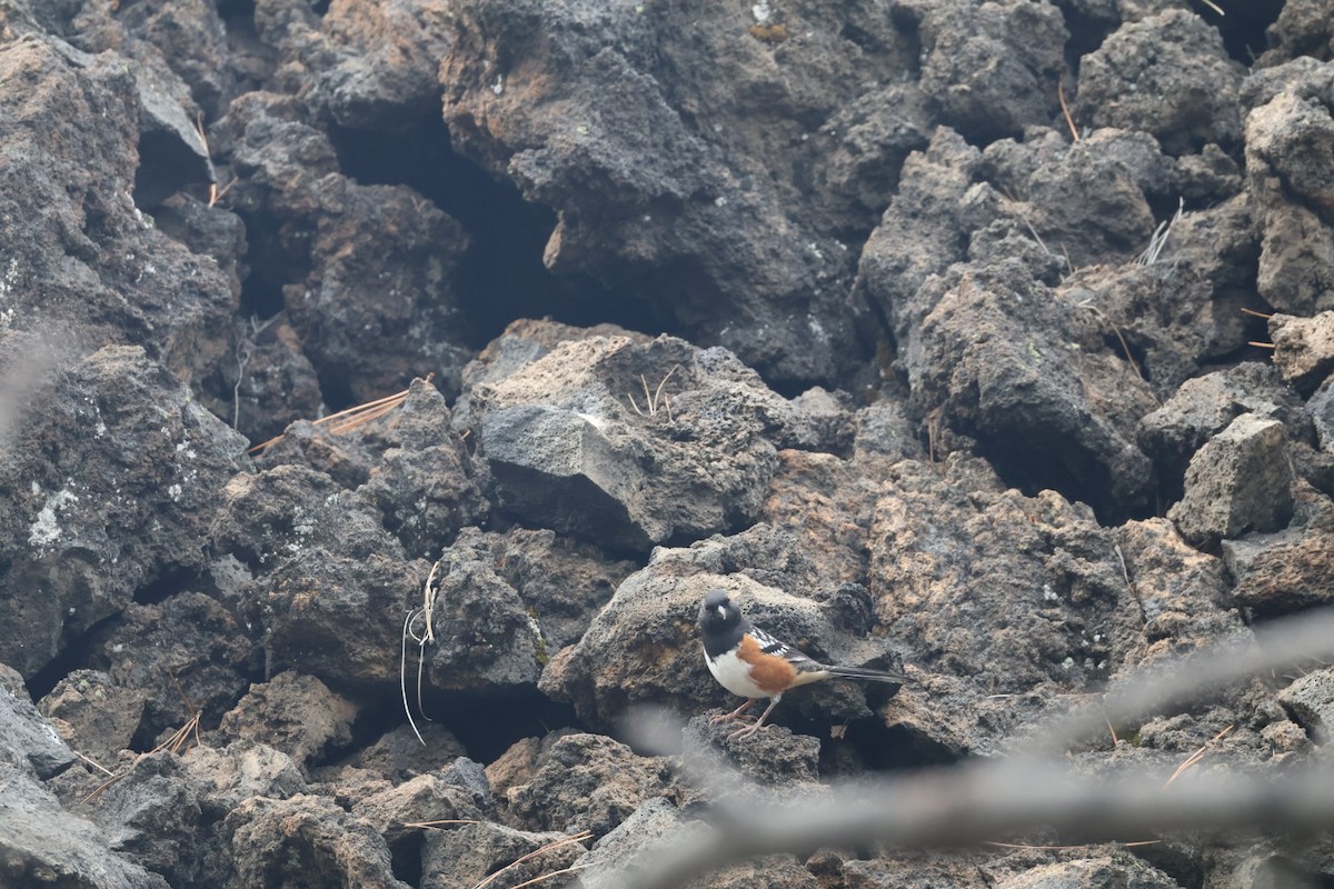 Spotted Towhee - ML642949145