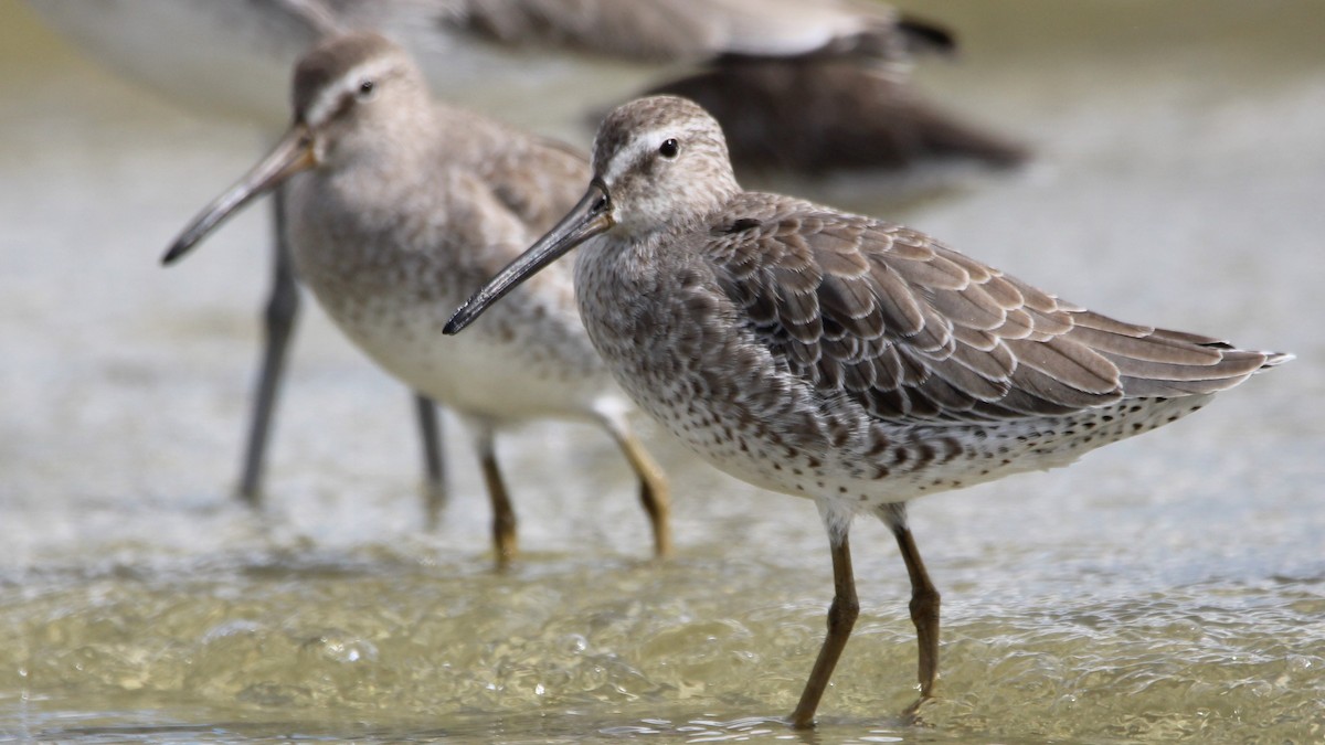 Short-billed Dowitcher - ML642949147
