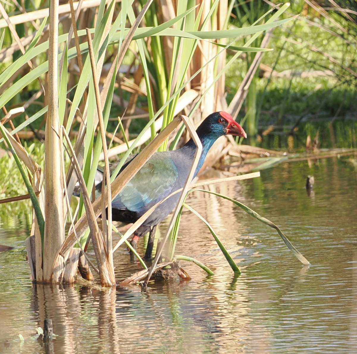 African Swamphen - ML642949163