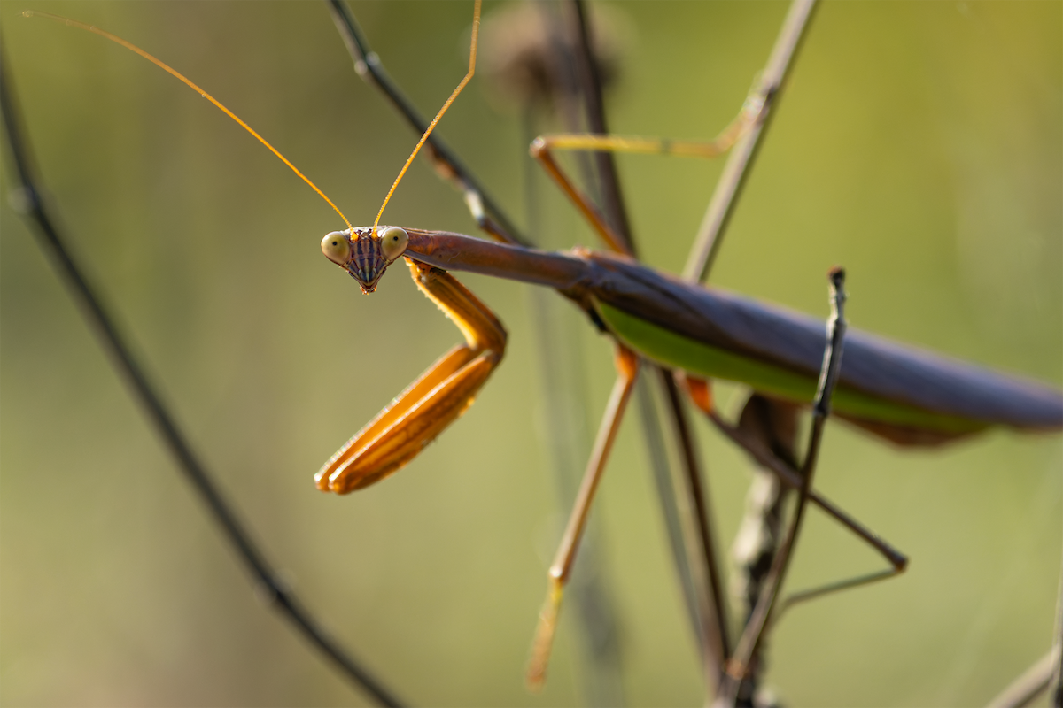 Chinese Mantis - ML642949166
