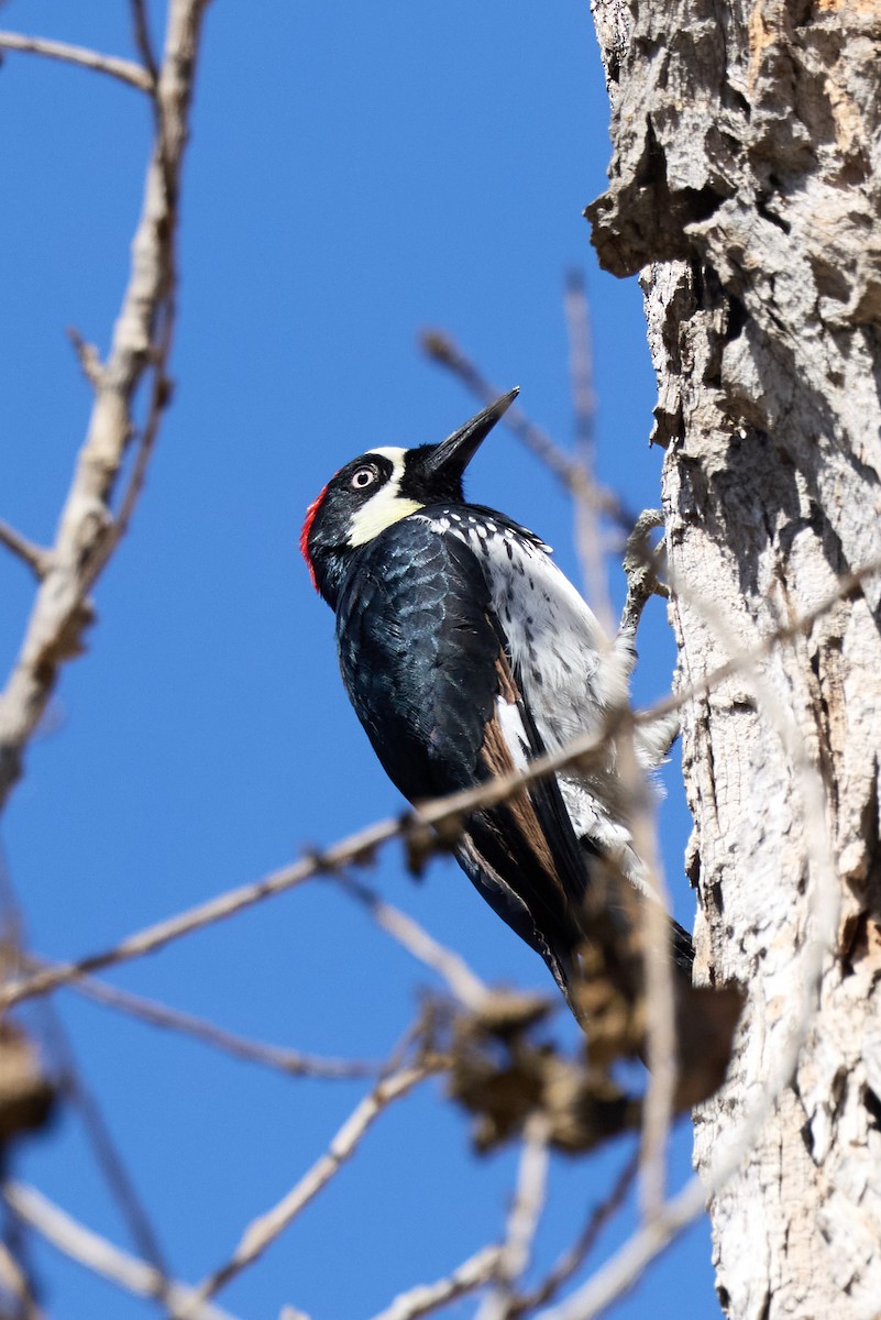 Acorn Woodpecker - ML642949171