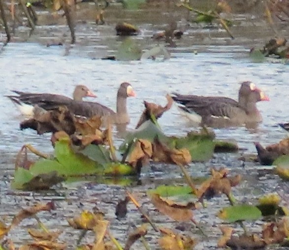 Greater White-fronted Goose - ML642949172