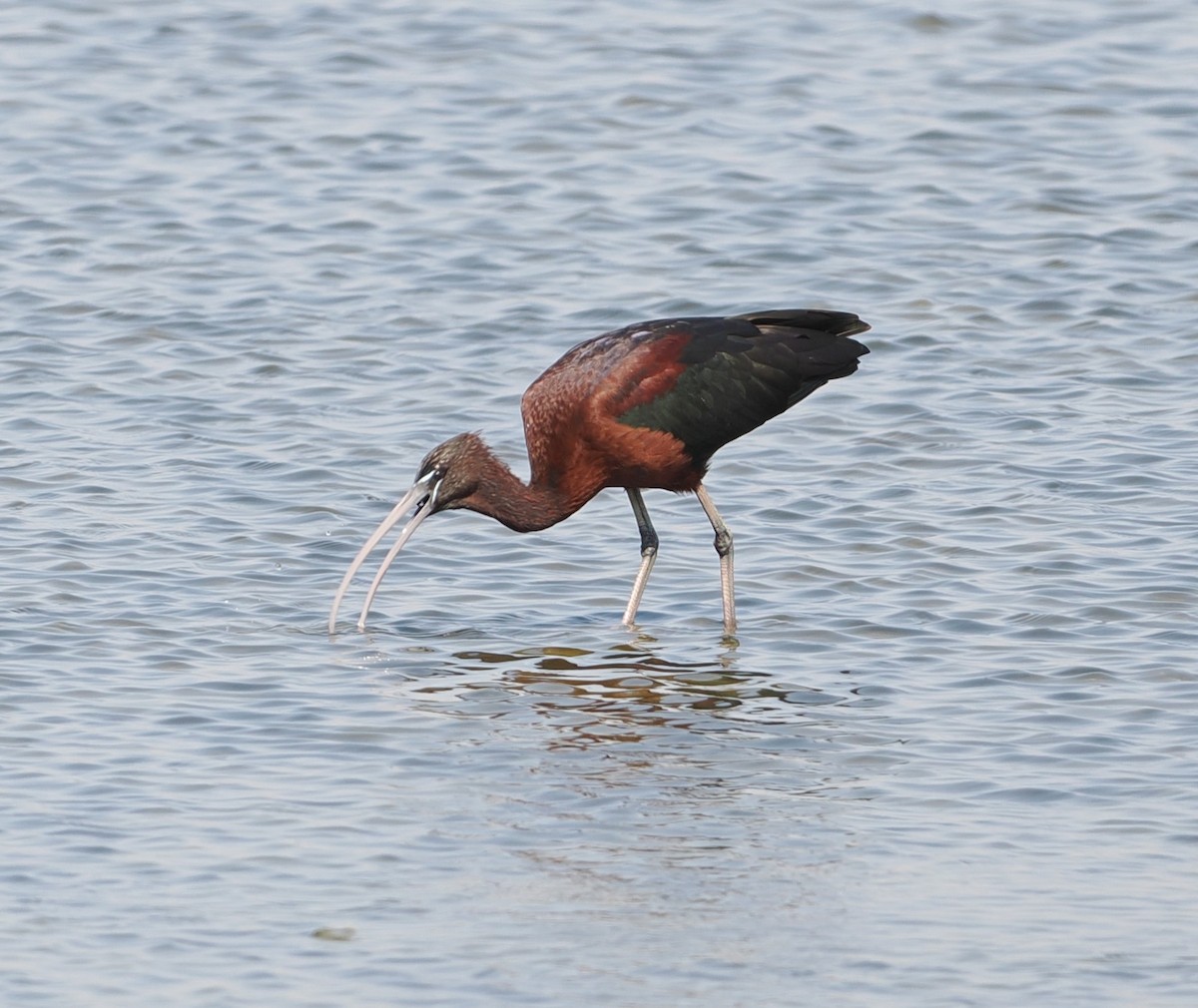 Glossy Ibis - ML642949173
