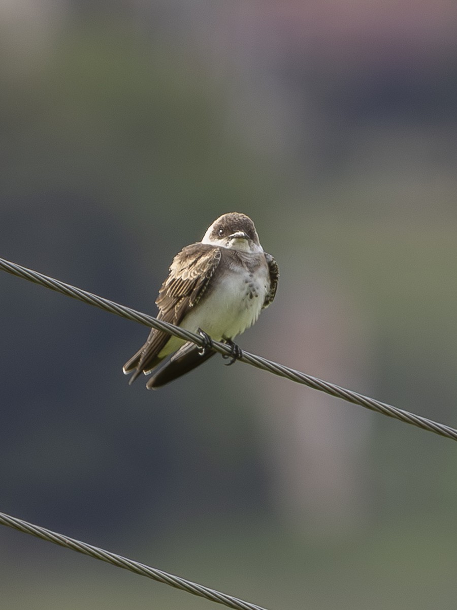 Brown-chested Martin - ML642949174