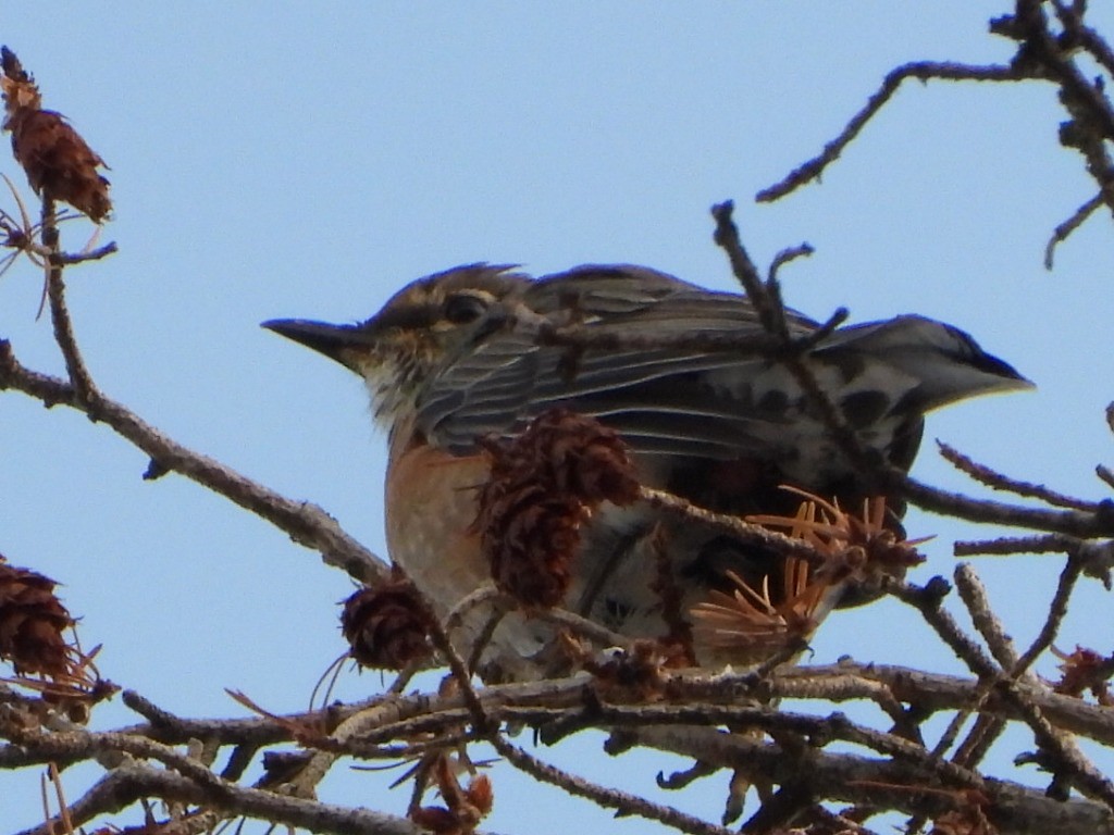 American Robin - ML642949175