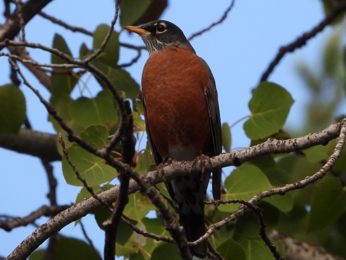 American Robin - ML642949176