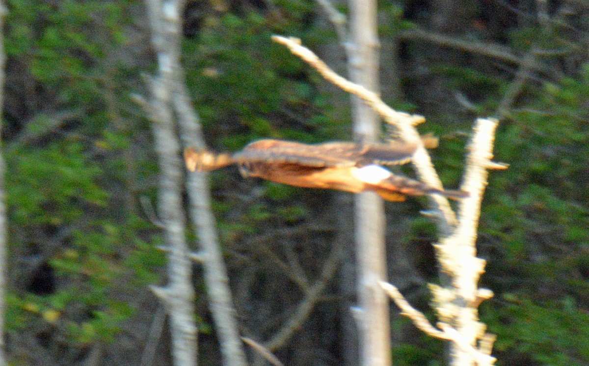 Northern Harrier - ML642949178