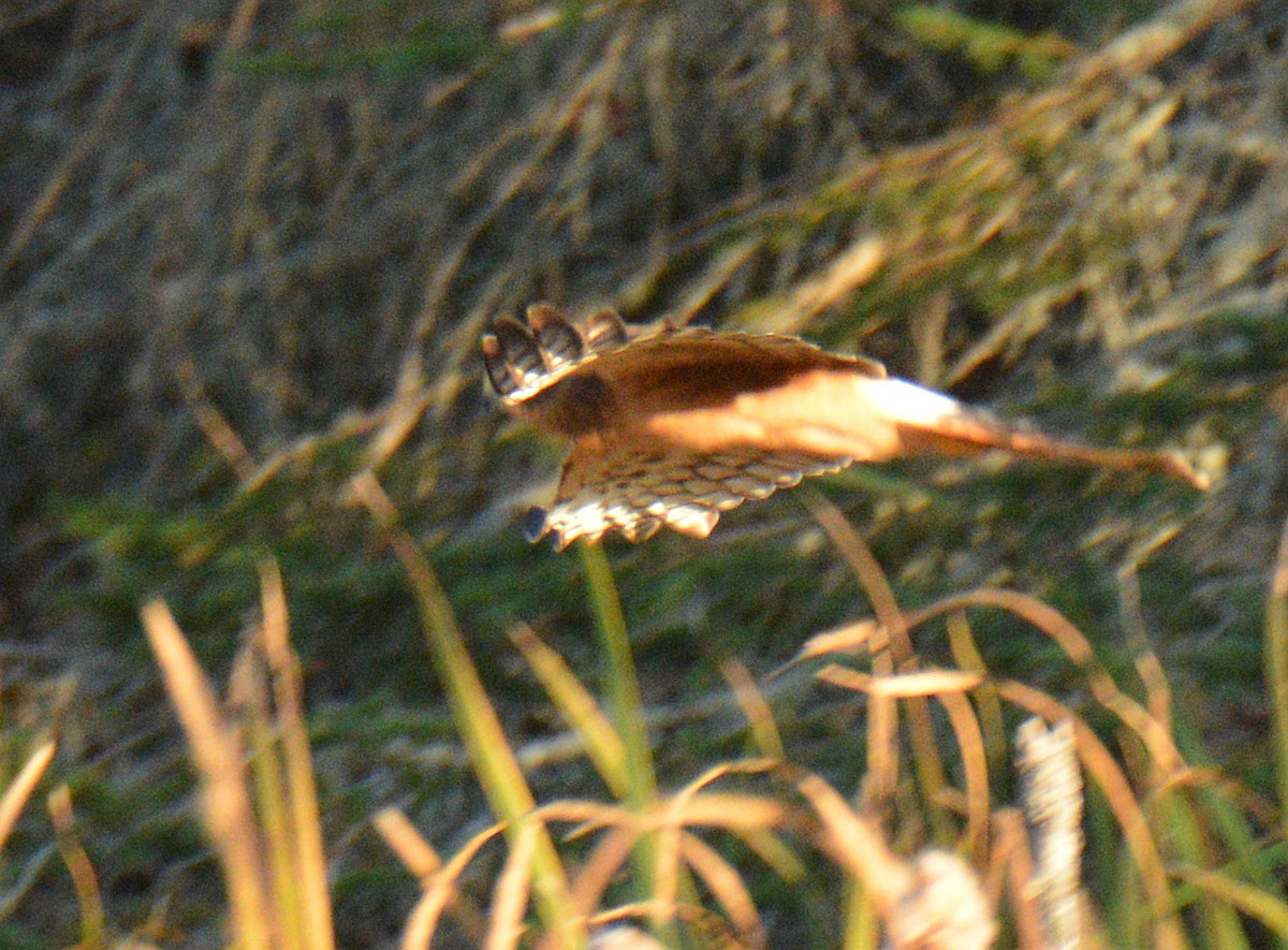 Northern Harrier - ML642949179