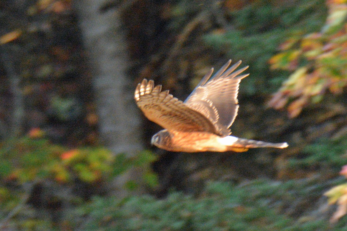 Northern Harrier - ML642949180