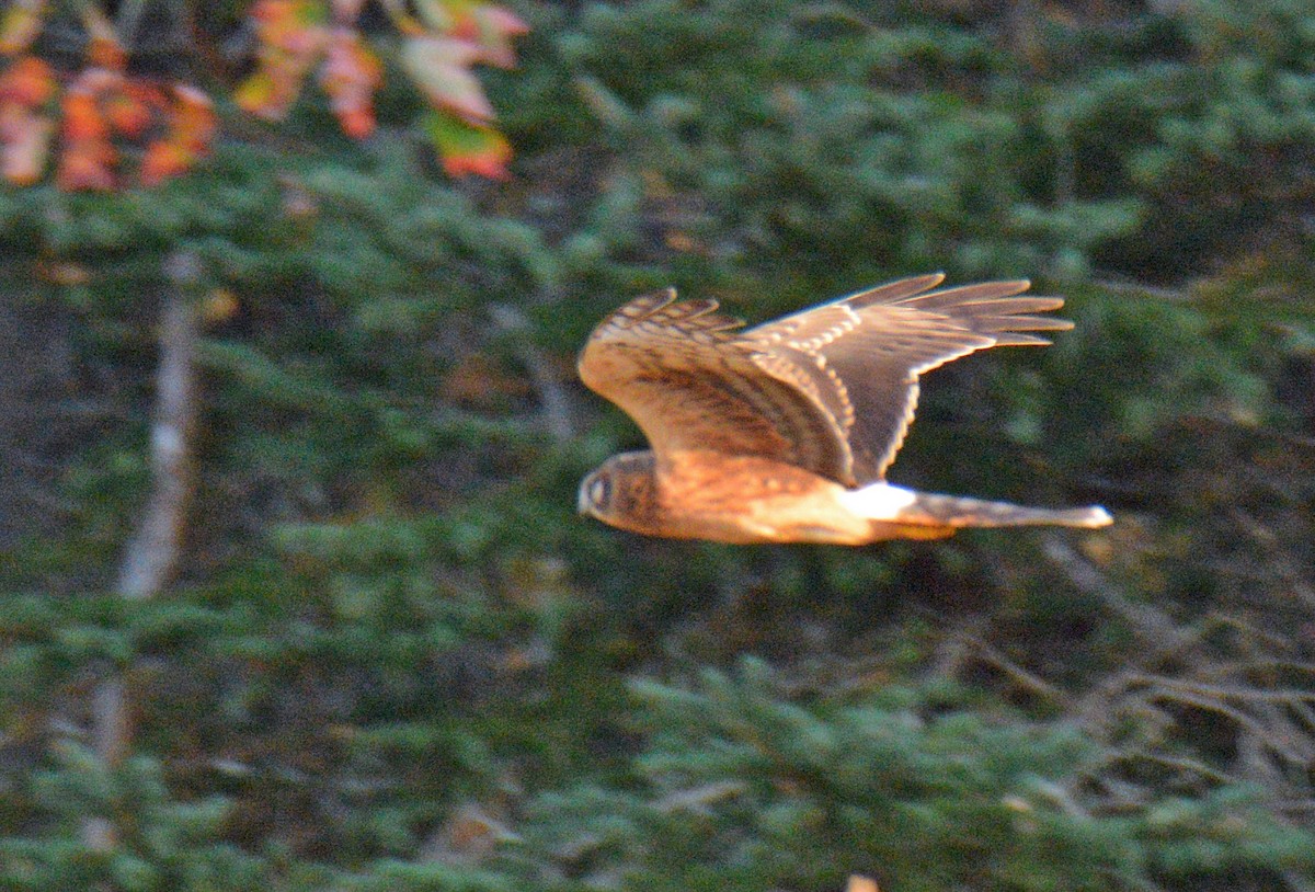 Northern Harrier - ML642949181