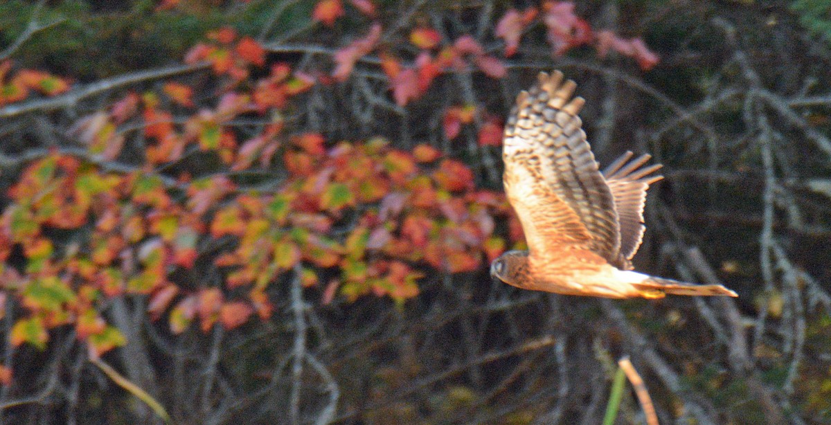 Northern Harrier - ML642949183