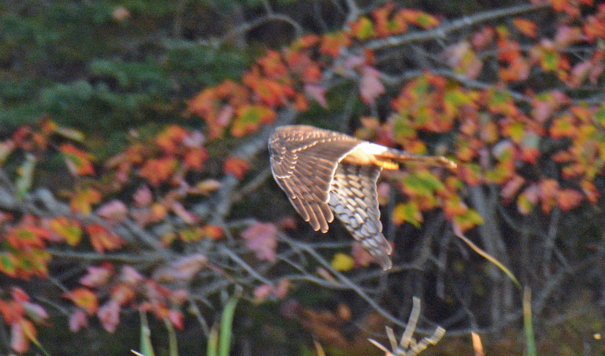 Northern Harrier - ML642949184