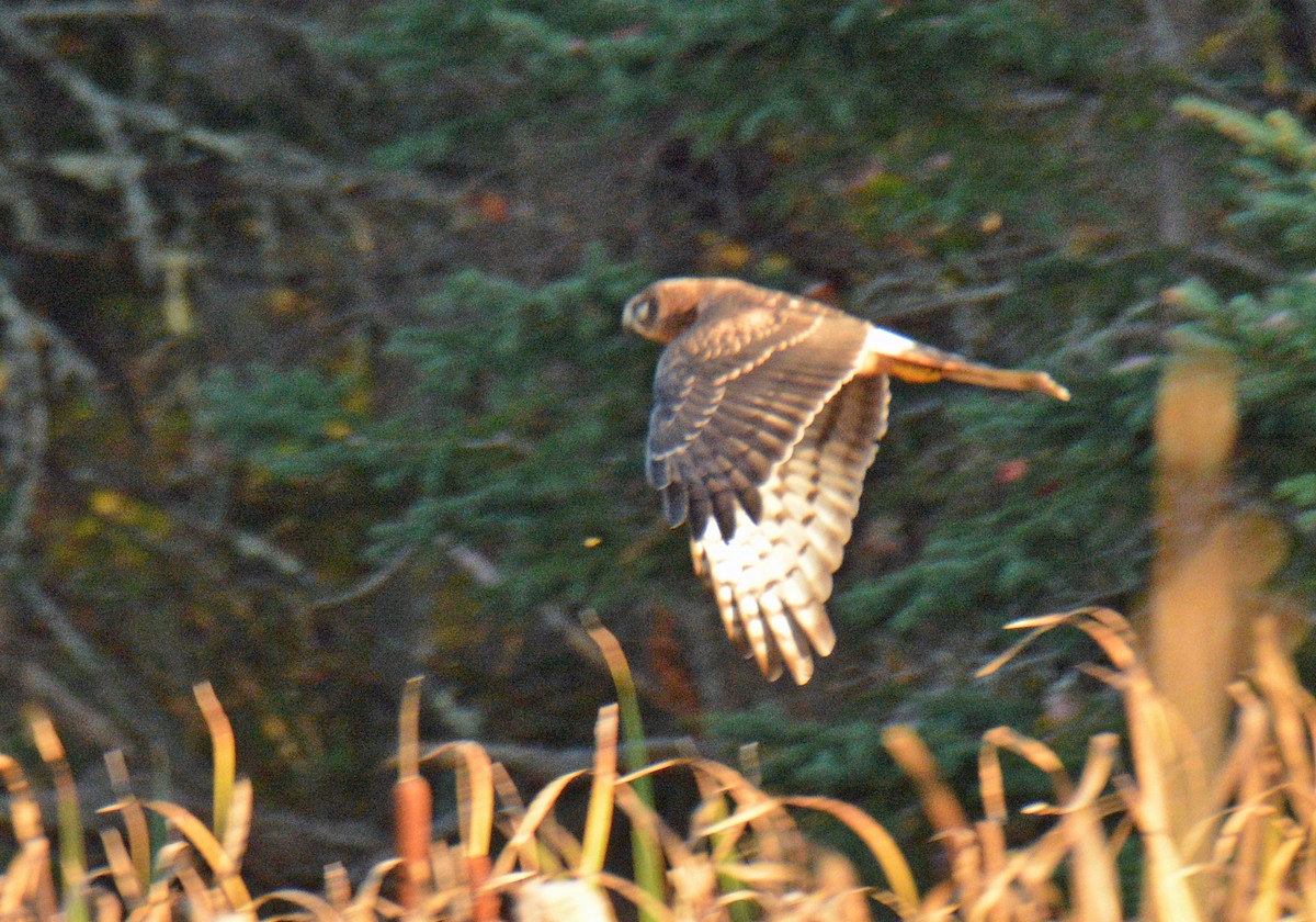 Northern Harrier - ML642949185