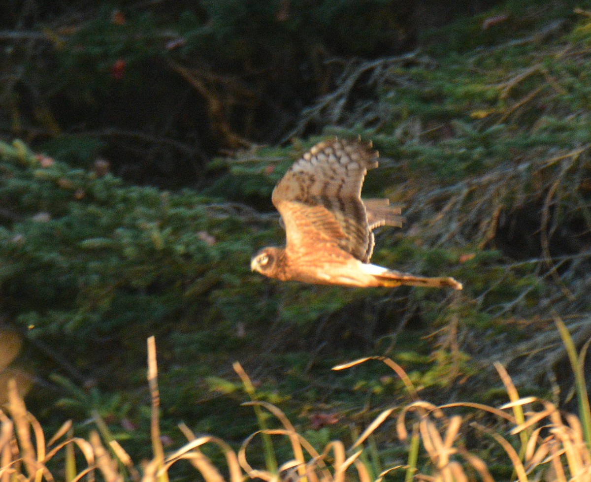 Northern Harrier - ML642949186