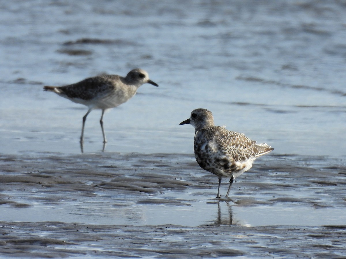 Black-bellied Plover - ML642949187